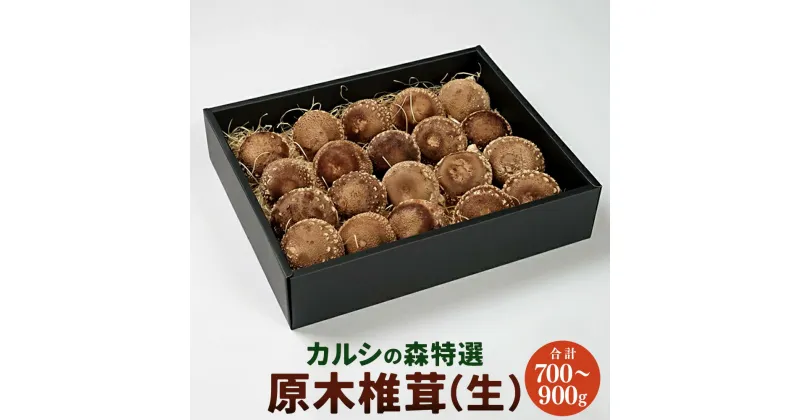 【ふるさと納税】カルシの森特選 原木椎茸（生） 椎茸 しいたけ シイタケ 生椎茸【Y-1301】