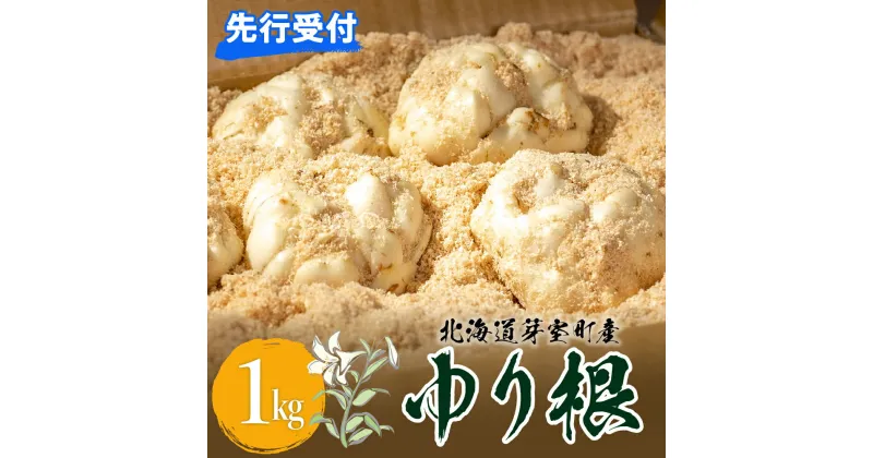 【ふるさと納税】【12月中旬より発送】ゆり根 1kg Lサイズ 9玉入り 1箱 先行予約 お取り寄せ 産地直送 送料無料 北海道 十勝 芽室町