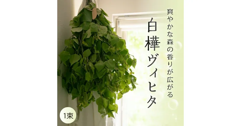 【ふるさと納税】【先行受付】北海道芽室町産「白樺ヴィヒタ」1束サウナグッズ バスグッズ ビヒタ 健康 森林浴 インテリア スワッグ 装飾 送料無料 北海道 十勝 芽室町