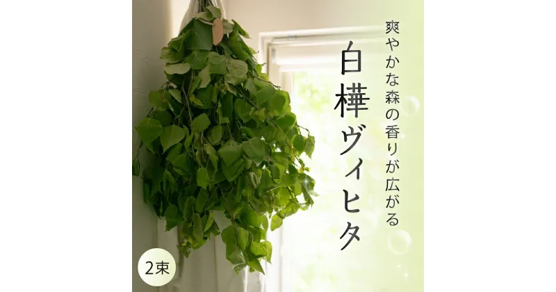 【ふるさと納税】【先行受付】北海道芽室町産「白樺ヴィヒタ」2束サウナグッズ バスグッズ ビヒタ 健康 森林浴 インテリア スワッグ 装飾 送料無料 北海道 十勝 芽室町 送料無料