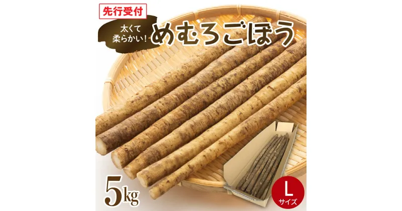 【ふるさと納税】【10月中旬より発送】めむろごぼう Lサイズ 5kg 10～15本程度 先行予約ごぼう 生ごぼう 牛蒡 ブランドごぼう 冷蔵便 国産 産地直送 お取り寄せ 送料無料 北海道 十勝 芽室町