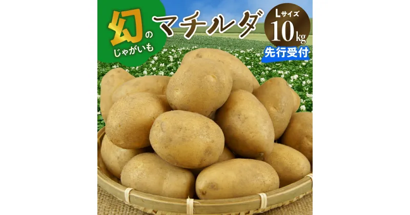 【ふるさと納税】【2025年4月出荷分】 十勝めむろ産 マチルダ Lサイズ 10kg 先行予約北海道産 国産 冷蔵 じゃがいも ジャガイモ 芋 いも イモ ポテト 10キロ L 野菜 肉じゃが ポテトサラダ カレー BBQ お取り寄せ 北海道 芽室町