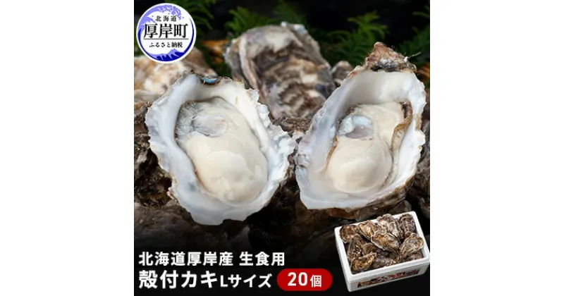 【ふるさと納税】厚岸産　殻付カキLサイズ20個（生食用）　魚貝類 生牡蠣 かき 殻付カキ 牡蠣 カキ メルマガ掲載商品2