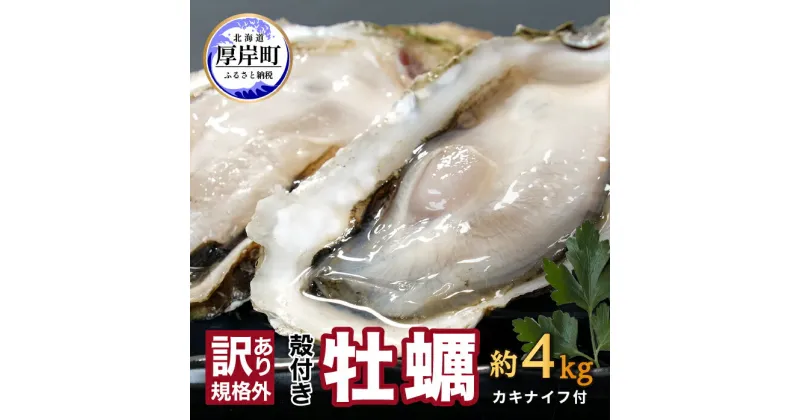 【ふるさと納税】訳あり 牡蠣 北海道厚岸産 殻付カキ 約4kg (25から50個) カキナイフ付 生食　 生牡蠣 貝付き牡蠣 貝 海鮮 魚介類 殻付き牡蠣 　お届け：2024年11月中旬以降発送