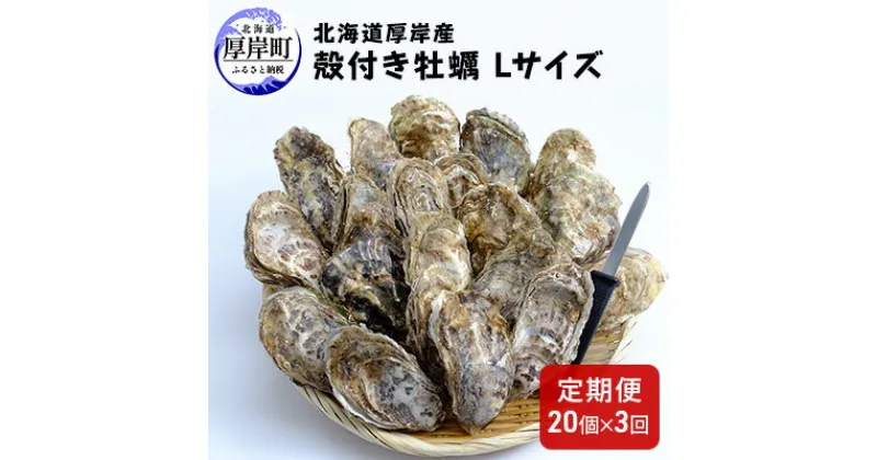 【ふるさと納税】【 3ヶ月 定期便 】厚岸産 殻付き 牡蠣 Lサイズ 20個入 (各回20個×3ヶ月分,合計60個) カキナイフ付き 加熱容器付き　定期便・魚貝類 生牡蠣 かき 殻付き牡蠣 牡蠣 カキ 3カ月 3回 メルマガ掲載商品2