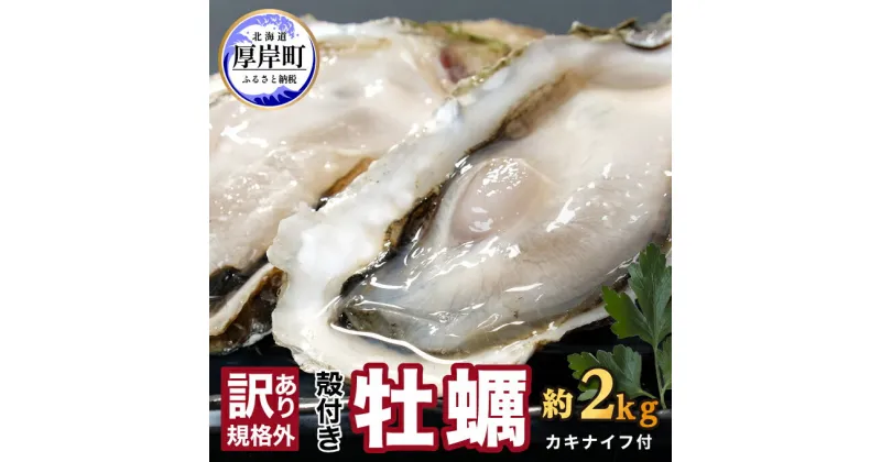 【ふるさと納税】訳あり ハーフ 規格外 牡蠣 北海道厚岸産 殻付カキ 約2kg（11～25個）カキナイフ付 生食　 魚貝類 生牡蠣 かき 生カキ カキフライ マルえもん 訳 いびつな形 四季によって違う味わい コクがあり濃厚 　お届け：2024年11月中旬以降発送