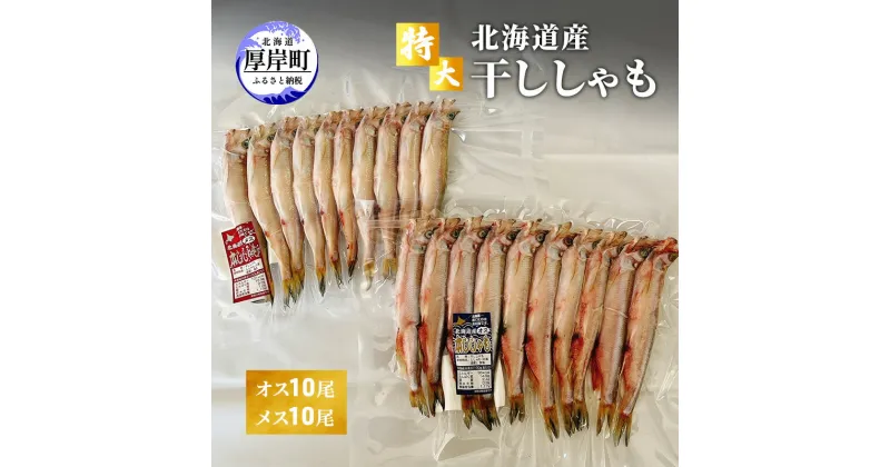 【ふるさと納税】特大 北海道産 干ししゃも オス10尾・メス10尾　 魚貝類 海鮮 海の幸 海産物 魚 おかず つまみ お酒のあて 海道産ししゃも 高級魚 一夜干し