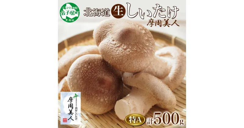 【ふるさと納税】1803. しいたけ 特A 秀品 2パック 計500g 摩周美人 シイタケ 椎茸 生しいたけ 生シイタケ きのこ キノコ 菌床栽培 大粒 肉厚 鍋 BBQ バーベキュー おかず おつまみ ギフト 送料無料 北海道 弟子屈町 5000円