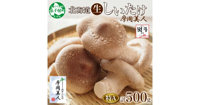 【ふるさと納税】1805. 無地熨斗 しいたけ 特A 秀品 2パック 計500g 摩周美人 シイタケ 椎茸 生しいたけ 生シイタケ きのこ キノコ 菌床栽培 大粒 肉厚 鍋 BBQ おかず 熨斗 のし 名入れ不可 送料無料 北海道 弟子屈町 5000円