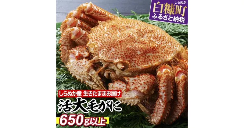 【ふるさと納税】しらぬか産 活大サイズ毛がに【650g以上】北海道 応援