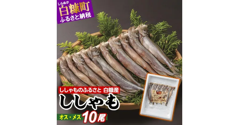 【ふるさと納税】 しらぬか産 ししゃも10尾（オス・メス各5尾） ふるさと納税 魚 北海道産 国産 魚介 グルメ 食べ物 北海道 白糠町