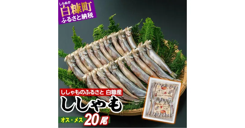 【ふるさと納税】 しらぬか産 ししゃも20尾（オス・メス各10尾） ふるさと納税 魚 北海道産 国産 魚介 グルメ 食べ物 北海道 白糠町