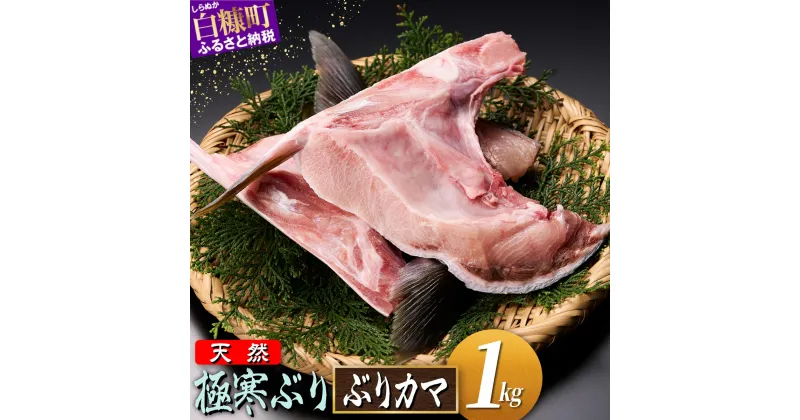 【ふるさと納税】【訳あり】 天然 極寒ブリ ぶりカマ 1kg ふるさと納税 魚 ぶり 天然 鰤 ブリ 鍋 北海道 国産 白糠町 カマ焼き ブリ大根 カマ 塩焼き わけあり ふるさと