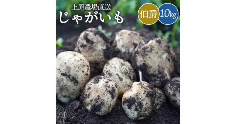 【ふるさと納税】じゃがいも 伯爵 10kg いも おいも 芋 イモ ジャガイモ ポテト はくしゃく オンライン 申請 ふるさと納税 北海道 中標津 野菜 根菜 産地直送 新鮮 採れたて 粉ふきいも じゃがバター フライドポテト 10キロ【66003】