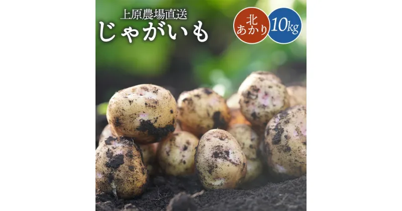 【ふるさと納税】じゃがいも 北あかり 10kg いも おいも 芋 イモ ジャガイモ ポテト キタアカリ オンライン 申請 ふるさと納税 北海道 中標津 野菜 根菜 産地直送 新鮮 採れたて ポテトサラダ コロッケ ポタージュ 10キロ【66004】