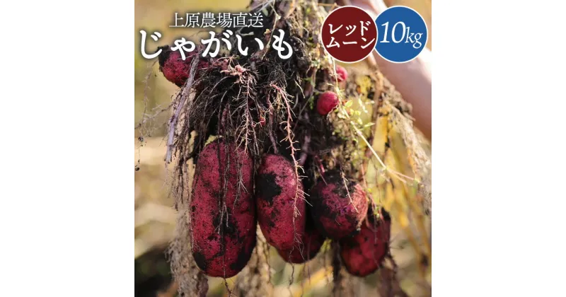 【ふるさと納税】じゃがいも レッドムーン 10kg いも おいも 芋 イモ ジャガイモ ポテト 赤い皮 オンライン 申請 ふるさと納税 北海道 中標津 野菜 根菜 産地直送 新鮮 採れたて 煮込み料理 ポテトサラダ フライドポテト 10キロ【66005】