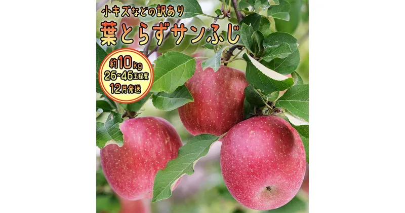 【ふるさと納税】12月発送 訳あり 葉とらず サンふじ 約10kg【弘前市産・青森りんご】　果物類・林檎・りんご・リンゴ　お届け：2024年12月1日～2024年12月30日