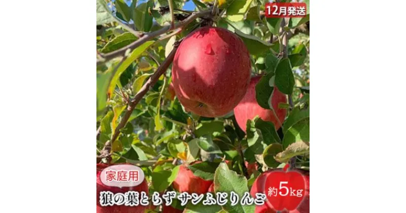 【ふるさと納税】りんご 【 12月発送 】狼の葉とらず サンふじりんご 家庭用 約 5kg 【 弘前市産 青森りんご 】　 果物類 林檎 りんご リンゴ サンふじ 家庭用 訳あり 5キロ 　お届け：2024年12月1日～2024年12月27日