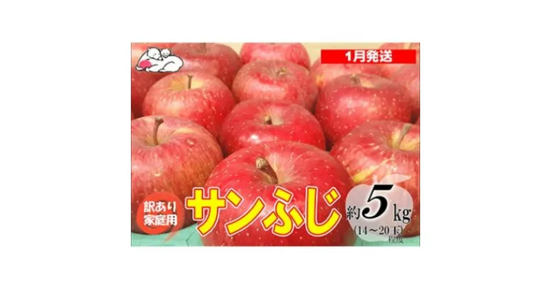 【ふるさと納税】【1月発送】白熊 訳あり家庭用 サンふじ 約5kg 糖度13度【弘前市産 青森りんご】　 果物 フルーツ 食後 デザート シャキシャキ ジューシー りんごの王様 　お届け：2025年1月6日～2025年1月31日