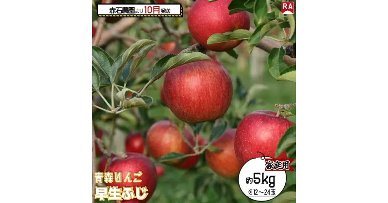 【ふるさと納税】りんご 【 10月発送 】家庭用 早生ふじ 約 5kg 【 弘前市産 青森りんご 】　 果物 フルーツ 食後 デザート 早生りんご ジューシー シャキシャキ 　お届け：2024年10月2日～2024年10月31日