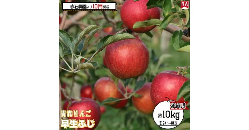 【ふるさと納税】りんご 【 10月発送 】家庭用 早生ふじ 約 10kg 【 弘前市産 青森りんご 】　 果物 フルーツ 食後 デザート 早生りんご ジューシー シャキシャキ 　お届け：2024年10月2日～2024年10月31日