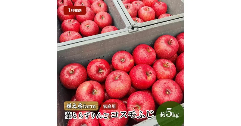 【ふるさと納税】【1月発送】權之丞farm 葉とらずりんご コスモふじ 家庭用 約5kg【弘前市産・青森りんご】　弘前市　お届け：2025年1月6日～2025年1月31日