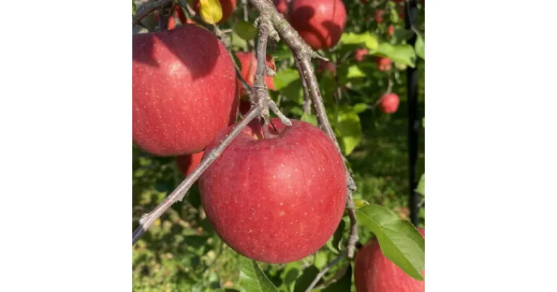 【ふるさと納税】SevenApple木村農園から直送　樹上完熟さんふじ3kg【1313967】