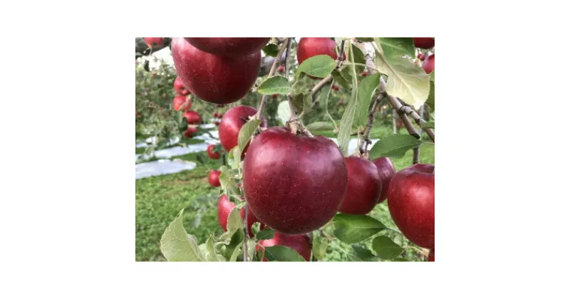 【ふるさと納税】クセになる酸味　お菓子作りに良し、生食でも良し　青森県産　紅玉　贈答用　5キロ【1430908】