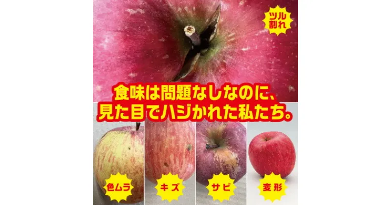 【ふるさと納税】12～23個入　約5Kg　訳ありりんご　シナノスイート　【2024年10月下旬～発送開始】【配送不可地域：離島】【1506696】