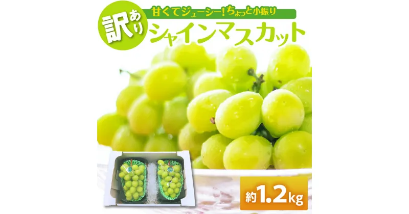 【ふるさと納税】【 訳あり 】 シャインマスカット 1.2kg ( 配送時期が選べる 11月 12月 ) / 家庭用 ぶどう 葡萄 グレープ 果物 くだもの フルーツ 規格外 秋 旬 青森県 五所川原市