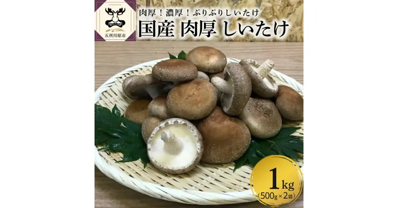 【ふるさと納税】【11月より発送開始】 国産 肉厚 しいたけ 1kg ( 500g × 2袋 ) 栽培期間中農薬不使用 青森 新規就農者応援 【 きのこ 肉 厚 】