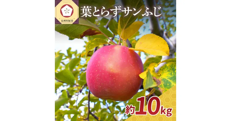 【ふるさと納税】葉とらず サンふじ 10kg ( 配送時期が選べる 11月～ 3月 ) / 不揃い 規格外 りんご 林檎 アップル 常温保存 秋 旬 果物 くだもの フルーツ 青森県 五所川原市