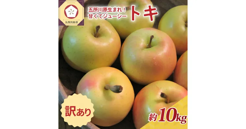 【ふるさと納税】【 訳あり 】 トキ 約10kg ( 配送時期が選べる 10月～12月 ) / 青森産 りんご 林檎 アップル 不揃い 規格外 常温保存 秋 旬 果物 くだもの フルーツ 国産 青森県 五所川原市