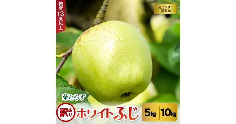 【ふるさと納税】 訳あり 葉とらず ホワイト ふじ りんご 約 5kg／約 10kg 《 内容量 と 配送時期 が選べる 》 11月 ／ 12月 青森 産 葉とらずりんご ホワイトふじ ワケアリ リンゴ 訳ありりんご ハトラズホワイト フルーツ 果物 青森県 五所川原市