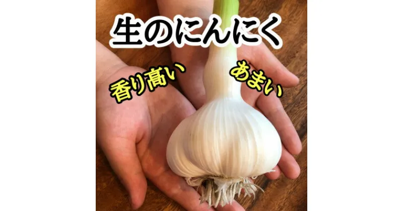 【ふるさと納税】青森のにんにく農家佐々木さんちのこだわりの生にんにく500g(令和7年6月下旬より発送開始)【1506151】