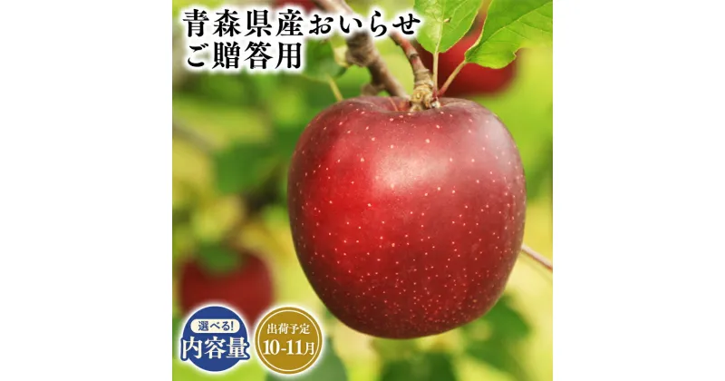 【ふるさと納税】≪内容量が選べる!≫青森県産 贈答用 おいらせ 3kg 5kg 10kg【青森県 平川市 そと川りんご園】10月〜11月発送 贈答 青森 青森県産 平川 りんご リンゴ 林檎 くだもの 果物 フルーツ レビューキャンペーン