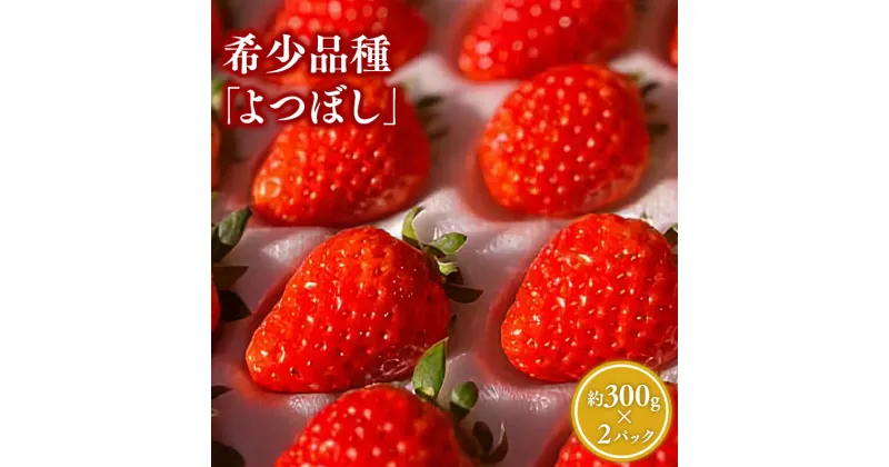 【ふるさと納税】青森県産 いちご よつぼし 約300g×2パック (平詰め)【青森県 平川市 しあわせj-Farm】いちご イチゴ 苺 くだもの 果物 フルーツ 希少品種 希少 レビューキャンペーン