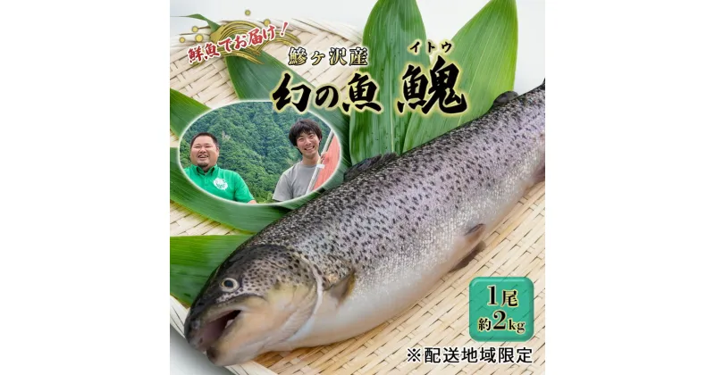 【ふるさと納税】鮮魚でお届け！鰺ヶ沢産「幻の魚イトウ」1尾 約2kg ※配送地域限定　 魚介類 魚貝類 川魚 世界自然遺産 白神山地 清流 直送 身質 さっぱり クセがない 生 刺身 料理 新鮮