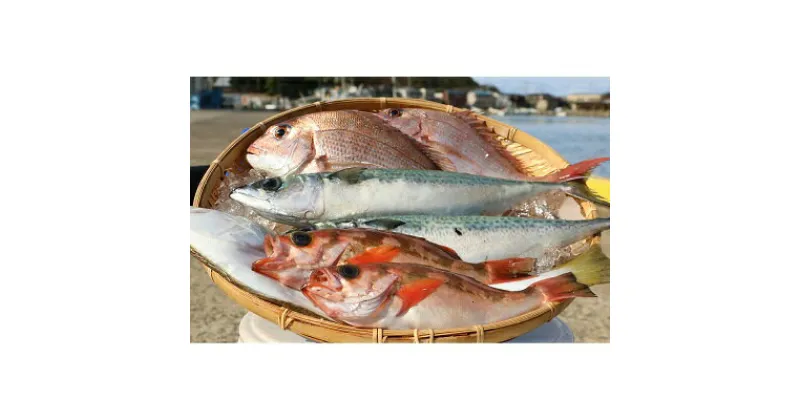 【ふるさと納税】満足まるごと海鮮セット　魚介類・海鮮セット・海鮮