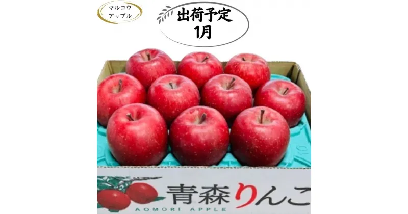 【ふるさと納税】【1月発送】特A 濃厚サンふじ約3kg 糖度13度以上【青森りんご・マルコウアップル】　板柳町　お届け：2025年1月6日～2025年1月31日