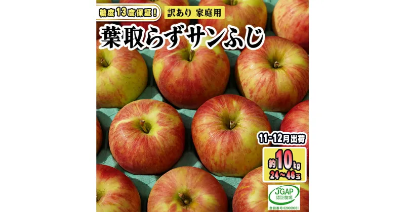 【ふるさと納税】11～12月発送【糖度保証】家庭用 葉取らず サンふじ 約10kg【訳あり】【鶴翔りんごGAP部会 青森県産 津軽産 リンゴ 林檎】　 果物 りんご 希少 完熟 JGAP認証 安心 丸かじり サンふじ 甘い 高糖度 訳あり 　お届け：2024年11月20日～2024年12月28日