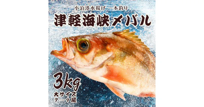 【ふるさと納税】小泊港水揚げ 一本釣り 津軽海峡メバル 約3kg（7尾～9尾入） 【卓立水産】魚 海鮮 ウスメバル メバル めばる 高級 海産物 刺身 煮付け 中泊町 青森 F6N-033