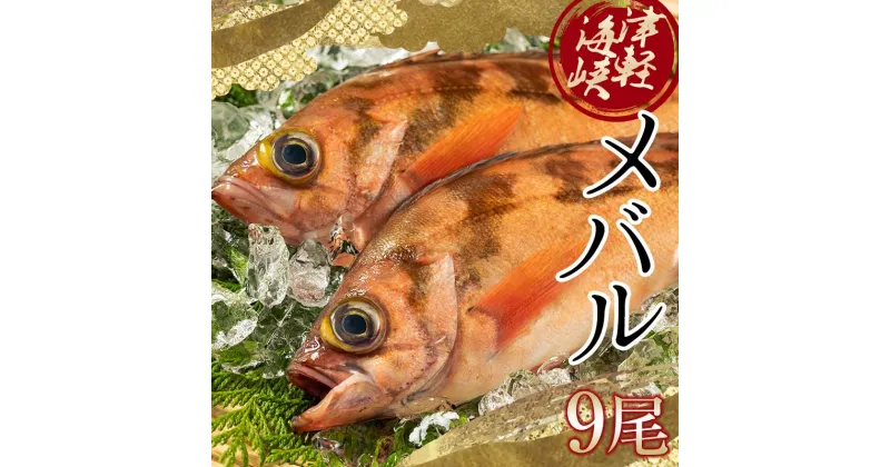 【ふるさと納税】小泊港水揚げ 津軽海峡メバル 姿9尾 ※下処理済み 【卓立水産】魚 海鮮 ウスメバル メバル めばる 津軽海峡 1尾 丸ごと 津軽海峡 高級 海産物 刺身 煮付け 中泊町 青森 F6N-029