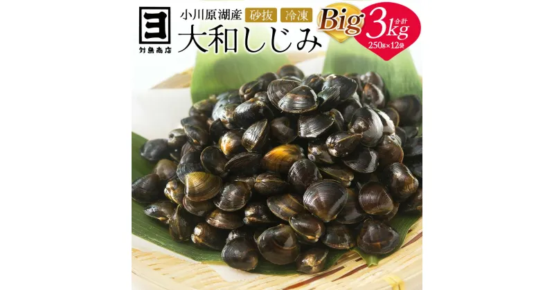 【ふるさと納税】冷凍しじみBIG250g×12袋【02408-0075】# 大和しじみ しじみ 小分け 砂抜き済み 小川原湖 東北町 青森県 砂抜き 冷凍 対島商店