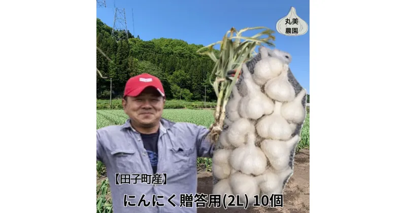 【ふるさと納税】丸美農園 田子産贈答用にんにく（2L）10個　 薬味 にんにく 田子町産 贈答用 野菜 たっこにんにく 　お届け：2024年10月上旬～2025年5月31日まで