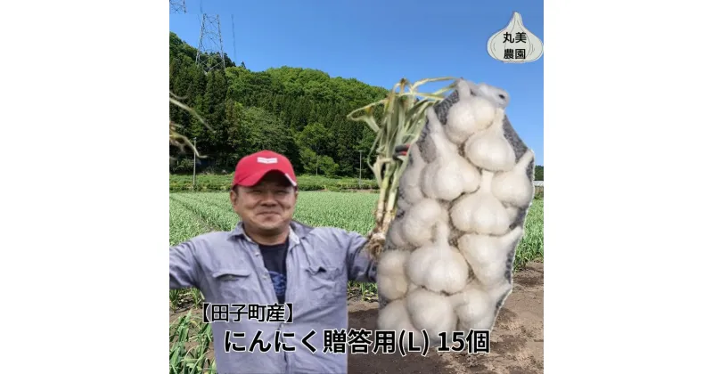 【ふるさと納税】丸美農園 田子産贈答用にんにく（L）15個　 薬味 にんにく 田子町産 贈答用 野菜 たっこにんにく 　お届け：2024年10月上旬～2025年5月31日まで