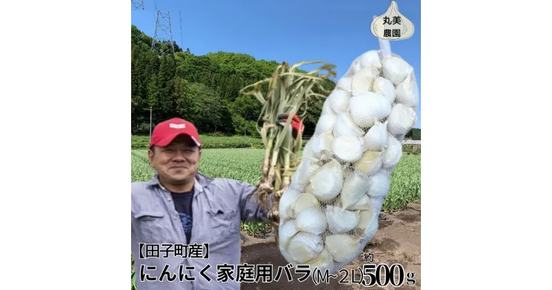 【ふるさと納税】丸美農園 田子町産にんにく家庭用バラ約500g・M～2L　 薬味 野菜 香味野菜 香り アクセント スタミナ 食欲 増進 まろやか 甘み ガーリック ホイル焼き 食材 　お届け：2024年10月上旬～2025年5月31日