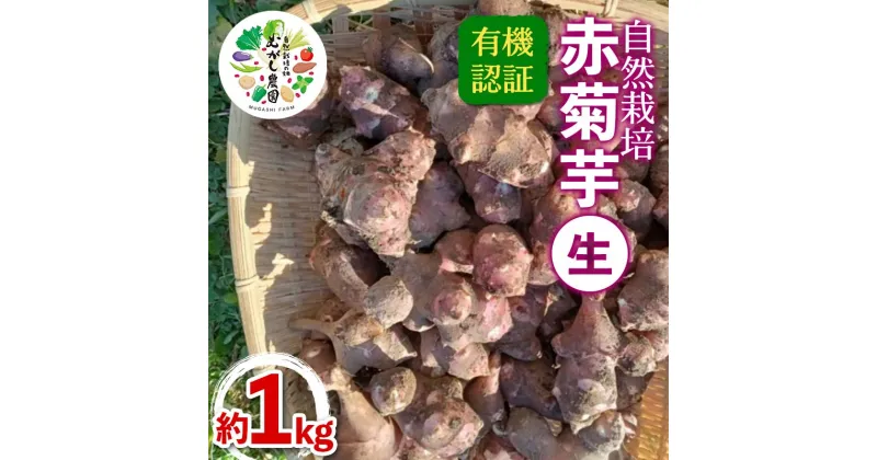 【ふるさと納税】 有機認証 自然栽培 赤菊芋(生) 約1kg 【むがし農園】 キクイモ オーガニック F21U-376