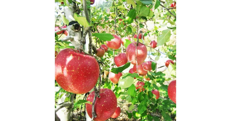 【ふるさと納税】訳あり 滝田 りんご サンふじ 3kg（8〜10玉）花巻産 家庭用＜予約受付＞