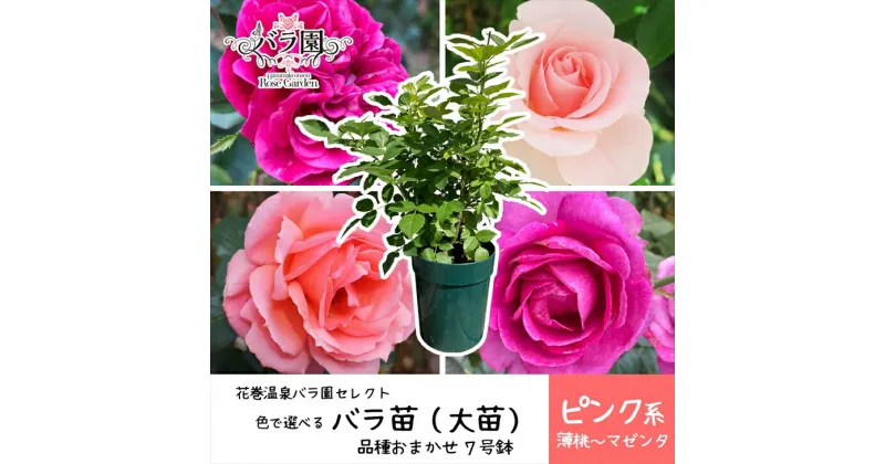 【ふるさと納税】色が選べる♪ 花巻温泉バラ園で育った「バラ大苗」7号サイズ -ピンク- 新着 ふるさと納税 花